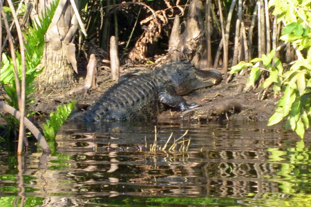 My Wife said let's get closer to the Gator