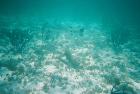 Barracuda near Grand Bahama