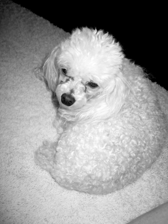 My toy poodle Sophia.