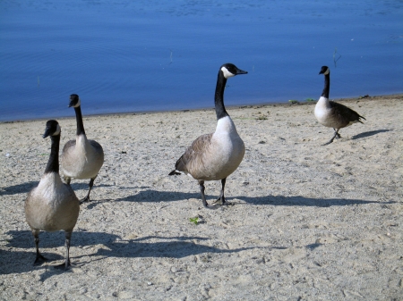 Canada geese