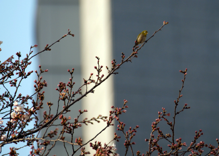 Out on a limb (Tokyo)