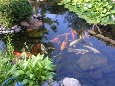 My Fish - Backyard Koi Pond