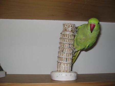 cosmo on tower of pisa