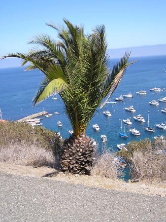 Catalina Island