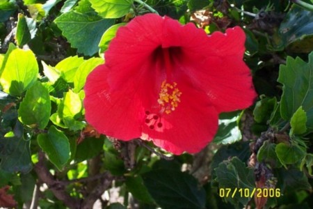 Floral Shot in Maui
