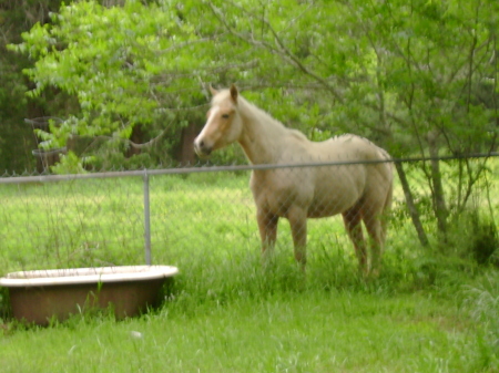 My Horse-Scottie