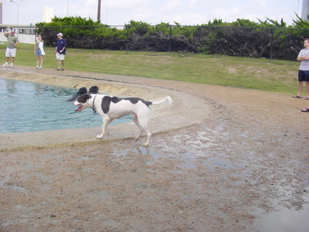 Our Dog Jack at the park