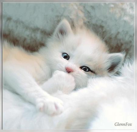 White Persian Kitten with Blue Eyes