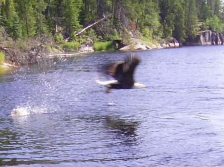 Eagle getting lunch of Walleye