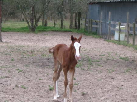 PLS Unbridled Shamrock