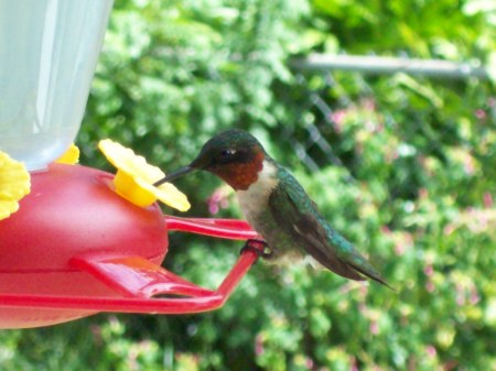 1st hummingbird sept 2nd 2008