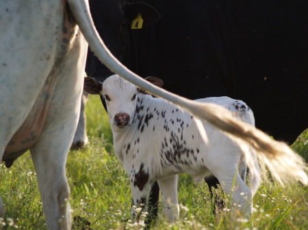 Baby- June 2008