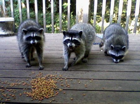 Pet Racoons 2008