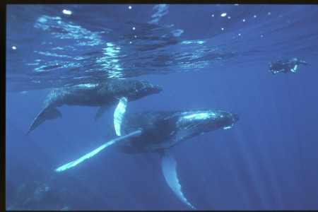With Humpback whales "Silver Bank" 2003