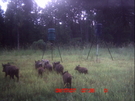 moultrie camera-05