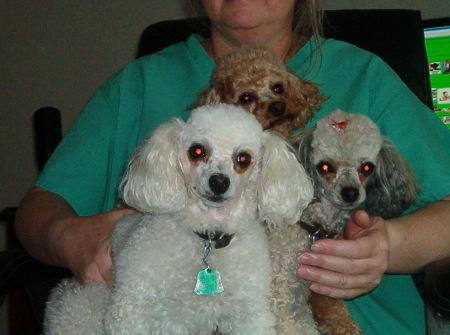 These are our three poodles