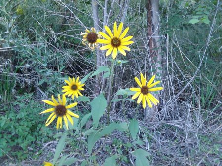 Wild flowers behind our house.