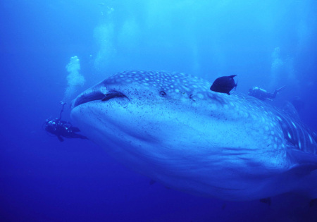 Whale Shark