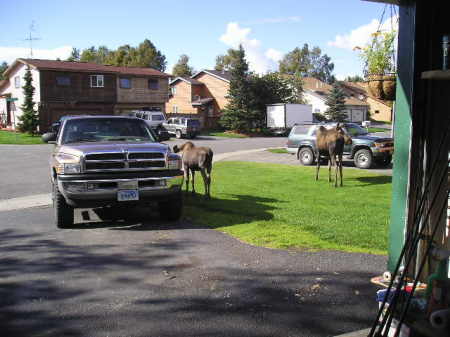 They are Nosey!