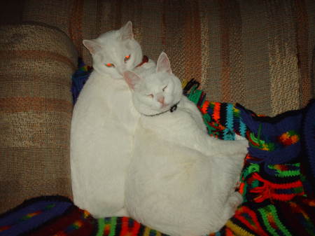 my cats`