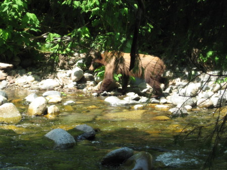 The Bear  6/09