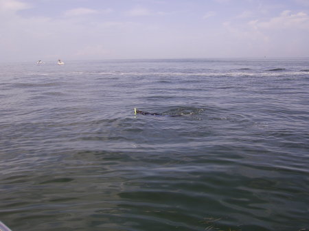 2008 Scalloping