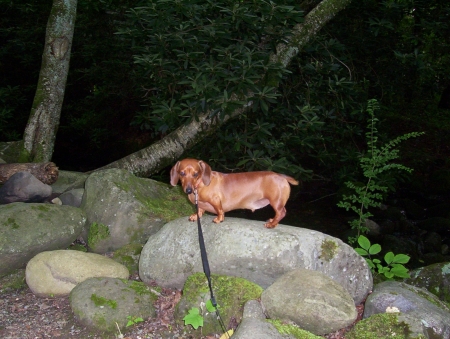 Our Dachshund Clifford (the little red dog)