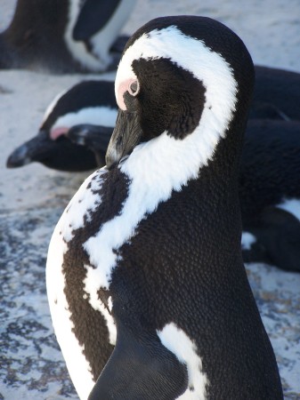 Boulders Beach