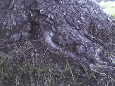 Tree Roots at Mom's Grave