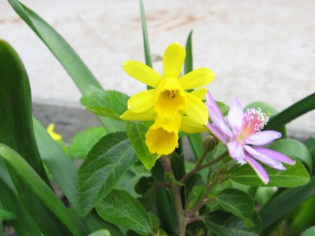 Daffodil and Starflower