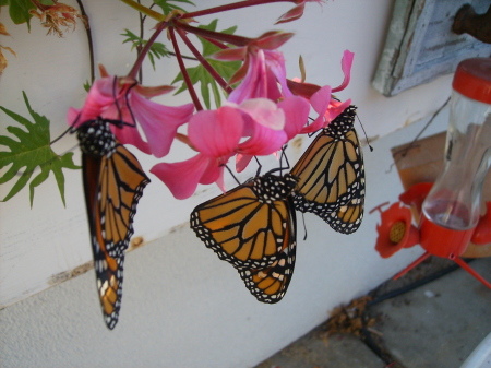 A favorite pasttime, my butterfly garden
