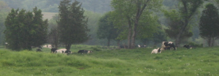 richardsons cows