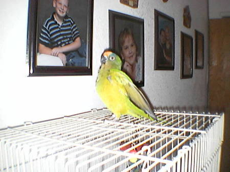 Our Peach-Fronted Conure