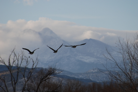 Geese flying west