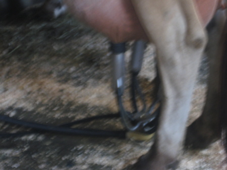 Hooked up and Milking