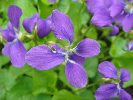 Blue violets, 05.01.08