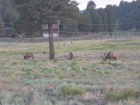 elk in the meadow