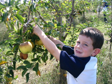 Apple Picking