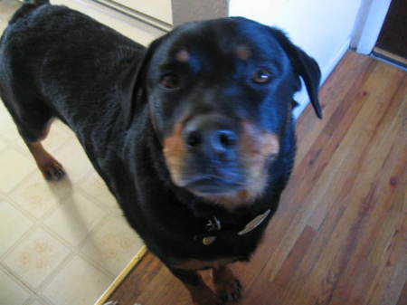 Belle - my Rottie