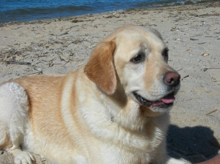 My girl Bailey enjoying the beach :)