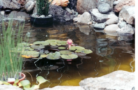 My first pond flower