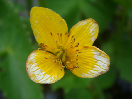 Swamp buttercup, 05.01.08