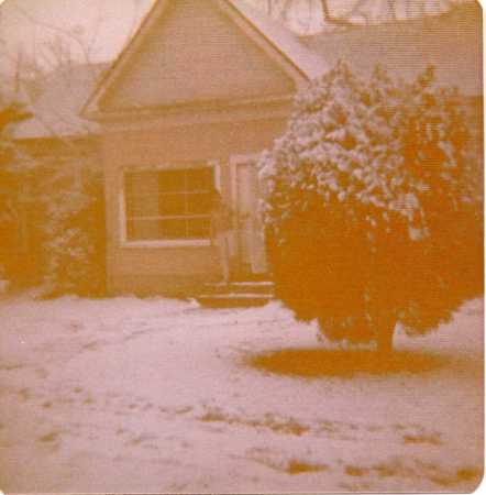 Willows during the Great Blizzard of '71...