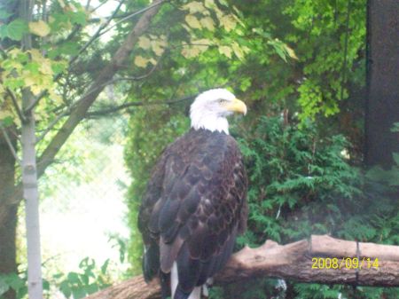 bald eagle mn zoo