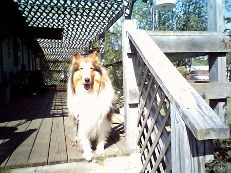 Jackson On Back Deck