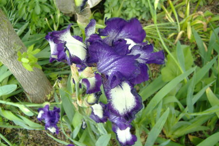 I'm proud of my Iris