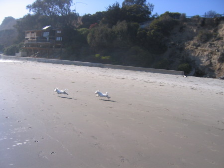 My Boys on the Beach