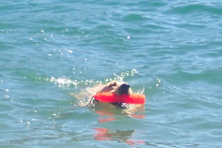 Harley swimming. (front view)