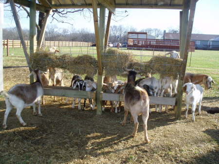 Some of our goats when we lived in TN.