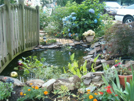 back part of our pond